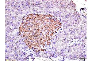 Formalin-fixed and paraffin embedded mouse pancreas labeled with Anti-Insulin Polyclonal Antibody, Unconjugated (ABIN724265) 1:200 followed by conjugation to the secondary antibody and DAB staining (Insulin 抗体  (AA 46-59))
