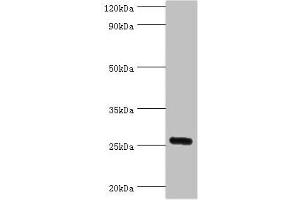 Western blot All lanes: IL27 antibody at 2 μg/mL + Mouse liver tissue Secondary Goat polyclonal to rabbit IgG at 1/10000 dilution Predicted band size: 27 kDa Observed band size: 27 kDa