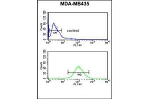 Flow cytometric analysis of MDA-MB435 cells using NARFL Antibody (Center) Cat. (NARFL 抗体  (Middle Region))