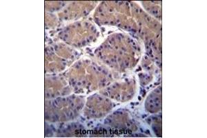 USP20 Antibody (C-term) (ABIN388910 and ABIN2839192) immunohistochemistry analysis in formalin fixed and paraffin embedded human stomach tissue followed by peroxidase conjugation of the secondary antibody and DAB staining. (USP20 抗体  (C-Term))