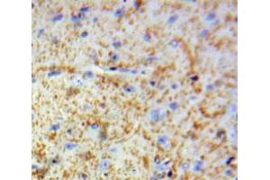 IHC-P analysis of Brain tissue, with DAB staining. (MBP 抗体  (AA 220-301))