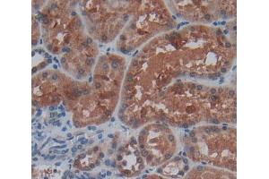 Used in DAB staining on fromalin fixed paraffin- embedded kidney tissue (TNXB 抗体  (AA 3835-4088))