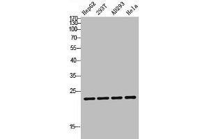Western blot analysis of HepG2 293T AD293 Hela lysis using TDGF1P3 antibody. (Cripto-3 抗体  (Internal Region))