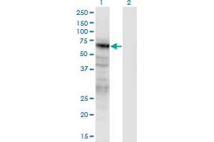 Western Blot analysis of PANX2 expression in transfected 293T cell line by PANX2 monoclonal antibody (M02), clone 2B11. (Pannexin 2 抗体  (AA 133-219))