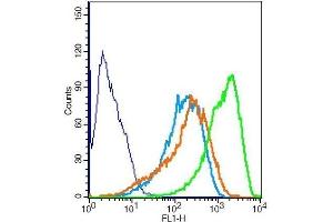 RSC996 cells probed with Rabbit Anti-MAPKAP Kinase 2 Polyclonal Antibody . (MAPKAP Kinase 2 抗体  (AA 301-400))