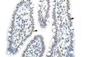 Image no. 1 for anti-Splicing Factor Proline/glutamine-Ric (SFPQ) (AA 191-240) antibody (ABIN203277) (SFPQ 抗体  (AA 191-240))