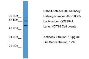 WB Suggested Anti-ATG4D  Antibody Titration: 0. (ATG4D 抗体  (Middle Region))