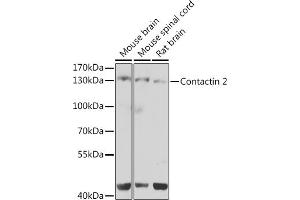 Western blot analysis of extracts of various cell lines, using Contactin 2 antibody (ABIN6131378, ABIN6138801, ABIN6138802 and ABIN6223677) at 1:1000 dilution. (CNTN2 抗体  (AA 785-1012))