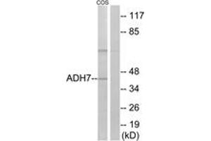 Western blot analysis of extracts from COS7 cells, using ADH7 Antibody. (ADH7 抗体  (AA 211-260))