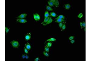 Immunofluorescent analysis of HepG2 cells using ABIN7168891 at dilution of 1:100 and Alexa Fluor 488-congugated AffiniPure Goat Anti-Rabbit IgG(H+L) (SERINC1 抗体  (AA 331-387))