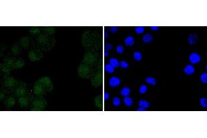 Immunofluorescence (Cultured Cells) (IF (cc)) image for anti-POU Class 5 Homeobox 1 (POU5F1) antibody (ABIN5557502)