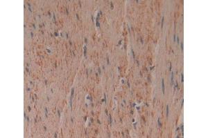 Used in DAB staining on fromalin fixed paraffin- embedded Kidney tissue (PCDHB15 抗体  (AA 35-347))
