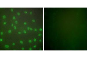 Peptide - +Immunofluorescence analysis of NIH/3T3 cells, using HDAC1 antibody (#C0221). (HDAC1 抗体)