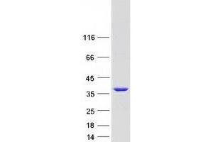 Western Blotting (WB) image for Peptidylprolyl Isomerase E (Cyclophilin E) (PPIE) (Transcript Variant 1) protein (Myc-DYKDDDDK Tag) (ABIN2712737)
