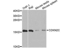 Western blot analysis of extracts of various cell lines, using CDKN2C antibody. (CDKN2C 抗体)