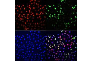 Immunofluorescence analysis of HeLa cells using BrdU antibody (Green)(ABIN2650900) and TriMethyl-Histone H3-K27 antibody (Red)(A2363). (BrdU 抗体)