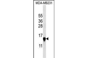 HIST2H2 Antibody (N-term) (ABIN657623 and ABIN2846619) western blot analysis in MDA-M cell line lysates (35 μg/lane). (HIST2H2AA3 抗体  (N-Term))