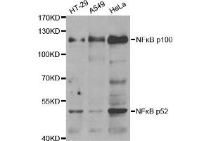 Western blot analysis of extracts of various cell lines, using NFKB2 antibody (ABIN2975984). (NFKB2 抗体)