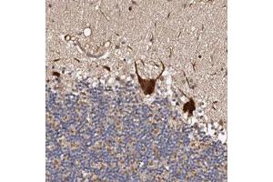 Immunohistochemical staining (Formalin-fixed paraffin-embedded sections) of human cerebellum with ADAMTS2 polyclonal antibody  shows strong positivity in Purkinje cells.
