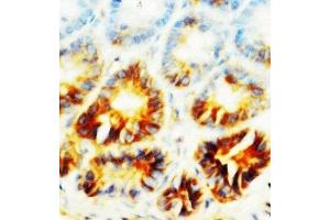 IHC-P: Alkaline Phosphatase antibody testing of rat small intestine tissue (Alkaline Phosphatase 抗体  (AA 21-35))