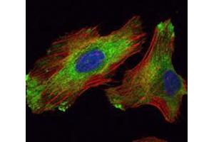 Immunofluorescence analysis of Hela cells using WIF1 mouse mAb (green). (WIF1 抗体)