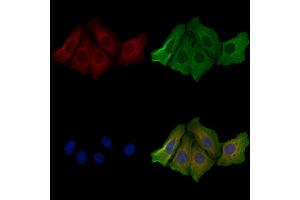 ABIN6257698 and ABIN6274605 staining Hela cells by IF/ICC. (Cadherin 8 抗体  (Internal Region))
