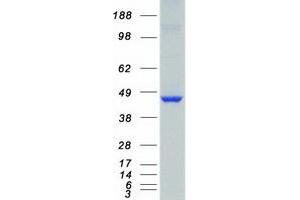 Western Blotting (WB) image for Calcium/calmodulin-Dependent Protein Kinase ID (CAMK1D) (Transcript Variant 2) protein (Myc-DYKDDDDK Tag) (ABIN2713085)