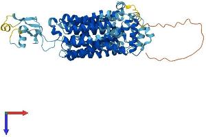 SLC22A13 Protein (AA 1-551) (His tag)