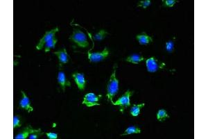 Immunofluorescent analysis of U251 cells using ABIN7175089 at dilution of 1:100 and Alexa Fluor 488-congugated AffiniPure Goat Anti-Rabbit IgG(H+L) (GPR17 抗体  (AA 1-36))