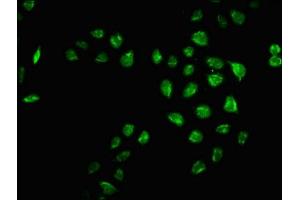 Immunofluorescence staining of Hela cells with ABIN7165783 at 1:66, counter-stained with DAPI. (MRO 抗体  (AA 12-85))