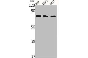 Western Blot analysis of 293 K562 COS cells using Netrin-1 Polyclonal Antibody (Netrin 1 抗体  (C-Term))