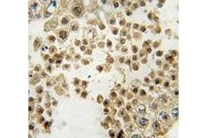 IHC analysis of FFPE human testis tissue stained with Parkin antibody (Parkin 抗体  (AA 387-417))