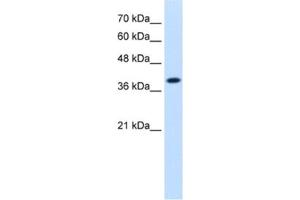 Western Blotting (WB) image for anti-Isocitrate Dehydrogenase 3 (NAD+) alpha (IDH3A) antibody (ABIN2462553) (IDH3A 抗体)
