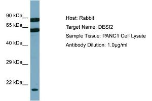 Host: Rabbit Target Name: DESI2 Sample Type: PANC1 Whole cell lysates Antibody Dilution: 1.
