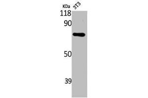 Western Blot analysis of NIH-3T3 cells using ARHGAP18 Polyclonal Antibody (ARHGAP18 抗体  (C-Term))
