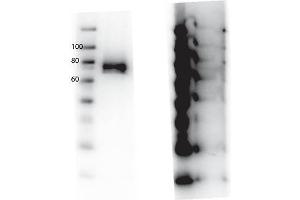 Western Blot of Rabbit anti-RONpY1360 antibody. (MST1R 抗体  (Internal Region, pTyr1360))