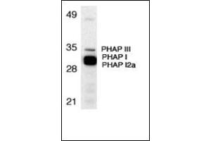 Western blot analysis of PHAP expression in human Raji cell lysate with this product at 1 μg/ml. (PHAP1 抗体  (N-Term))