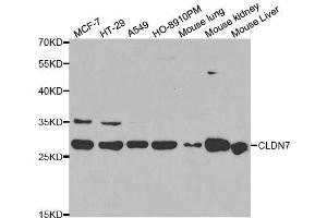 Western blot analysis of extracts of various cell lines, using CLDN7 antibody. (Claudin 7 抗体  (AA 29-211))