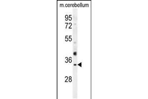Western blot analysis in mouse cerebellum tissue lysates (35ug/lane). (OR51I1 抗体  (C-Term))