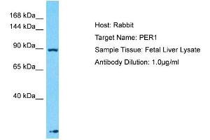 Host: Rabbit Target Name: PER1 Sample Type: Fetal Liver lysates Antibody Dilution: 1.