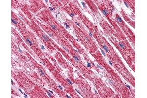 Anti-C16orf53 antibody IHC of human heart. (PAGR1 抗体  (C-Term))