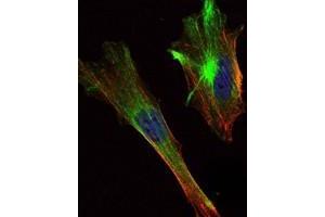 Immunofluorescence analysis of Hela cells using CRTC2 antibody (green). (CRTC2 抗体)