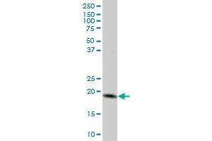 MTP18 MaxPab polyclonal antibody. (Mtfp1 抗体  (AA 1-166))