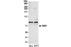 Western Blotting (WB) image for anti-Inner Membrane Protein, Mitochondrial (IMMT) (AA 475-525) antibody (ABIN7453108)