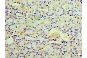 Immunohistochemistry of paraffin-embedded human pancreatic tissue using ABIN7151949 at dilution of 1:100 (EPHX1 抗体  (AA 1-455))