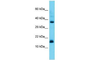 Host: Rabbit Target Name: CNPY2 Sample Type: Placenta lysates Antibody Dilution: 1. (CNPY2/MSAP 抗体  (Middle Region))