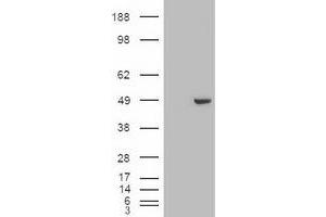 Image no. 2 for anti-GATA Binding Protein 4 (GATA4) (AA 296-442) antibody (ABIN1491352) (GATA4 抗体  (AA 296-442))