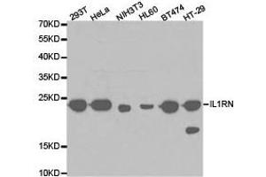 Western Blotting (WB) image for anti-Interleukin 1 Receptor Antagonist (IL1RN) antibody (ABIN1873206)