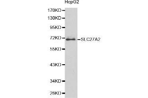 Western blot analysis of extracts of HepG2 cells, using SLC27A2 antibody. (SLC27A2 抗体)