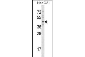 TBX20 Antibody (C-term) (ABIN1537105 and ABIN2848807) western blot analysis in HepG2 cell line lysates (35 μg/lane). (TBX20 抗体  (C-Term))